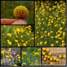 Billy Buttons 1 Plants Native Yellow Flowering Shrubs Pycnosorus globosus